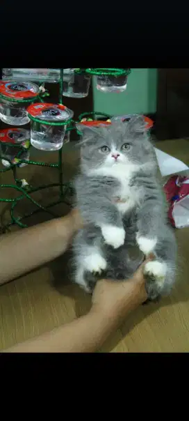 kucing kitten persia anggora ragdoll british munchkin scottish