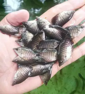 Bibit Ikan Gurame
