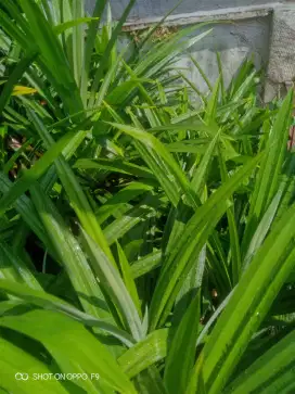 Daun Pandan & Daun Suju