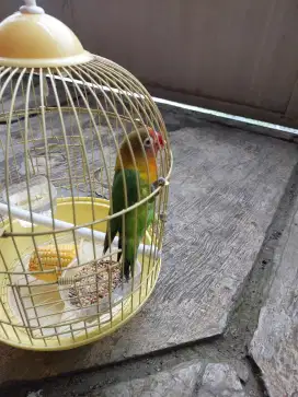 Lovebird fullset