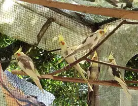 7 Ekor Falk muda khusus Aviary