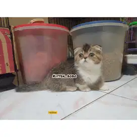 Lepas Adop Kucing Ras Munchkin