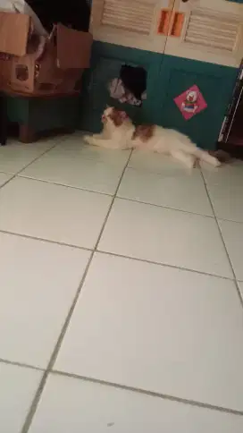 Kucing Persia medium