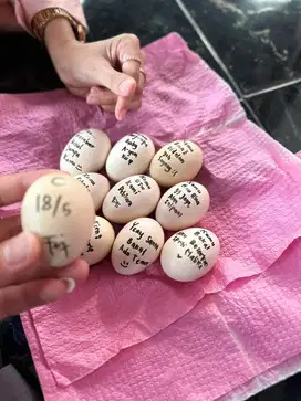 TELUR FERTIL AYAM SIAM Sangat Terbatas