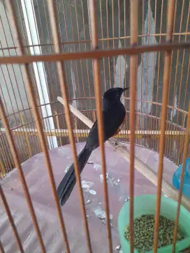 Di jual burung murai