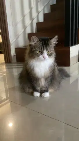 Open Adopt Kucing Persia Betina sdh di Steril,umur kurleb 2thn