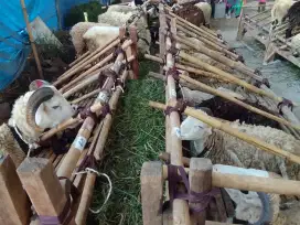 Jual hewan kurban murah