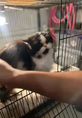 Kucing Persian Peaknose Jantan Super Jinak