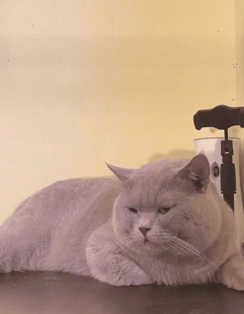 British Shorthaid PED WCF Jantan Gen Champion Gemuk BSH Lilac