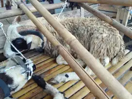 Jual hewan kurban murah