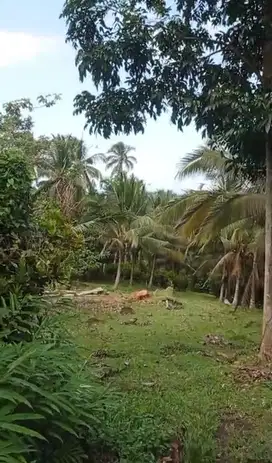 Jual kebun lokasi di selemadeg barat