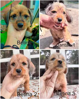 MINI SHIHTZU MIX MINI TEKEL