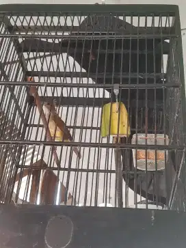 Buat yg minat cucak jenggot jawa