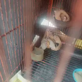 sugar glider cg creamino leu