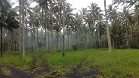 Tanah Perkebunan Luas 106 Hektar isi Pohon Kelapa