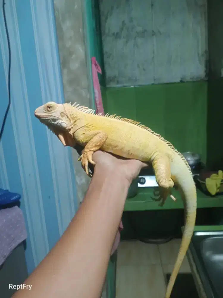 Iguana grenn albino