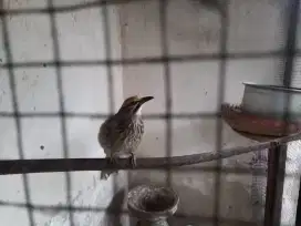 Jual sepasang burung cucak rowo