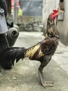 Pama iq x yokere