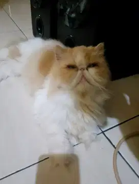Peaknose Longhair Betina