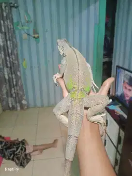 Iguana green mutasi abu2