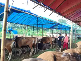 Qurban  SAPI Terbaik Ga Harus Mahal,di BliSapi aja
