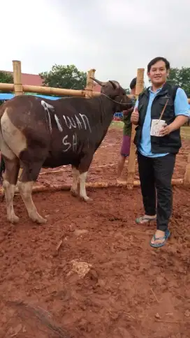 Beli Sapi Qurban disini free Perawatan dan Ongkir.Harga Kompetitif