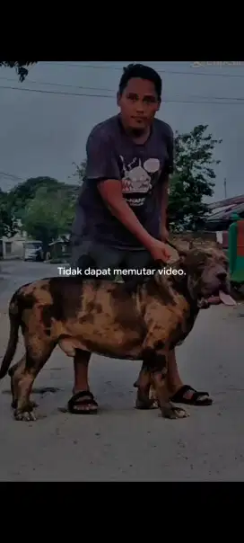 Ready anakan Pitbull Bigsize