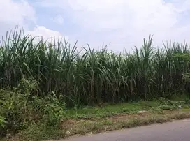 Tanah Kelurahan Sukosari Kec Jogoroto Kab Jombang