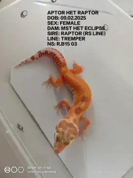 Leopard gecko juve raptor,aptor rs line