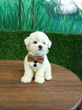 Mini bichon frise
