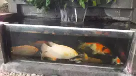 Ikan gurame Padang