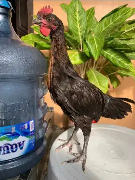 Ayam pelung 2,5 bulan satu pasang