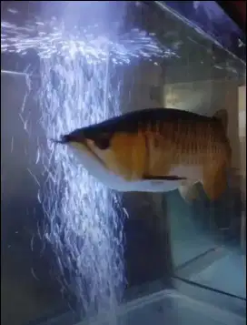 Arwana SR Certificate + Aquarium Merk Boyu 4 pintu