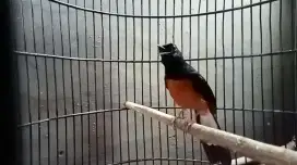 Burung murai seri f