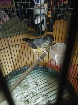 Jual burung murai batu trotolan bonus sangkar besi