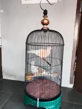 Jual atu bater burung kenari rajin buyi yg lain blh tawarin aj