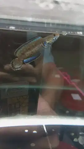 Ikan Channa Andrao