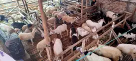 Kurban Domba yuk