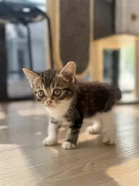 Dijual Anak Kucing British Shorthair 2 Bulan – Super Lucu & Sehat!