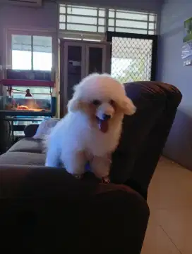 Jual Bichon Frise 3 thn stb