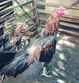 AYAM BIRMA F1 UK2,5