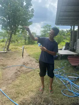 Ikan Gabus Hidup