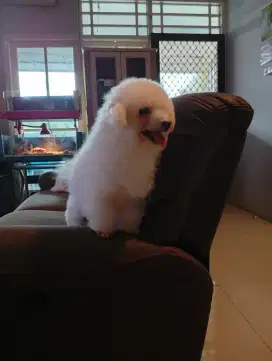 Jual Bichon Frise  ISTW Turunan Golden Sun