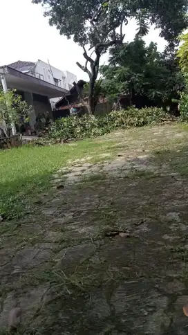 Jasa tebang pohon bang tiwil