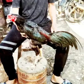 Ayam Pakhoy F1 Maneedaeng x Blackbull 100% Brakot