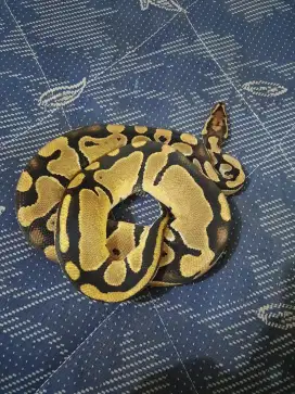 BP Pastel Yellow Jantan Dewasa