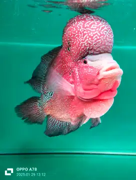 Ikan lohan merona