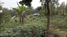 Tanah Kebun Luas Di Cibening Pamijahan Bogor