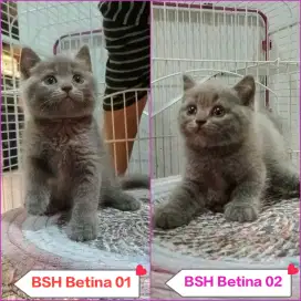 PO Kucing BSH Rdy 22 Juni 2025