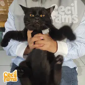 Kucing British Short Hair Black Solid Jantan
